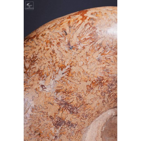 Ammonite semi-polie de 116kg  (Madagascar)