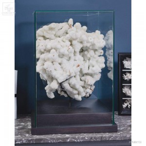 Crystalized branch with gypsum under glass ( Australia)