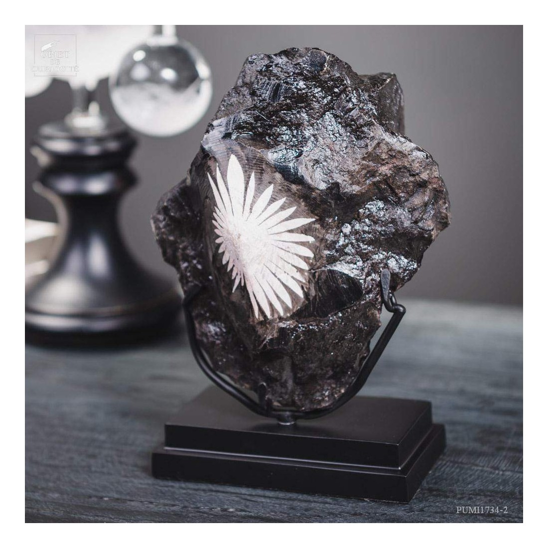 Chrysanthemum stone in matrix