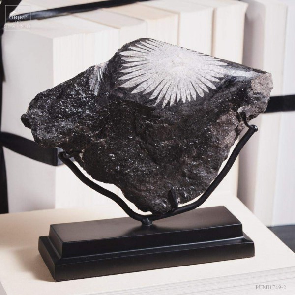 Chrysanthemum stone in matrix