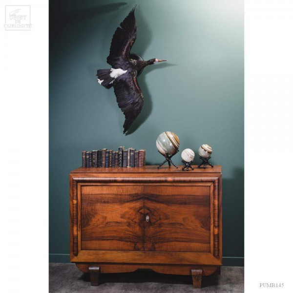 30's antic walnut cabinet - mat finish